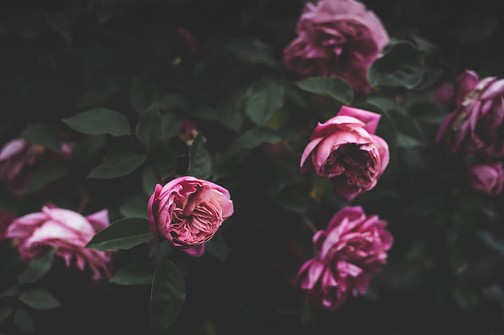 fosc, fulla, planta, natura, flor, Rosa