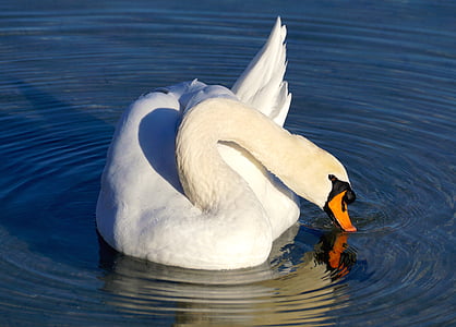 Swan, vit, vatten, fågel, vit svan, sjön, vatten fågel