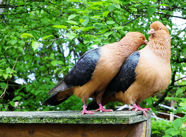 Lovebirds, duer, Due par, huset animal farm med spredte mill, fuglen, dyr, nebb