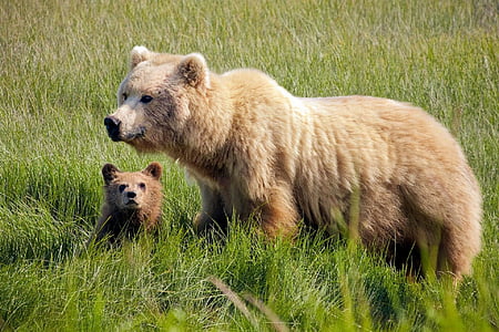 brown bears, sow, cub, female, portrait, wildlife, nature