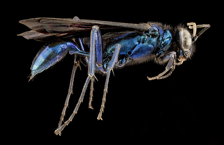 bleu mud wasp, dauber, insecte, macro, Voir le profil, monté, irisé