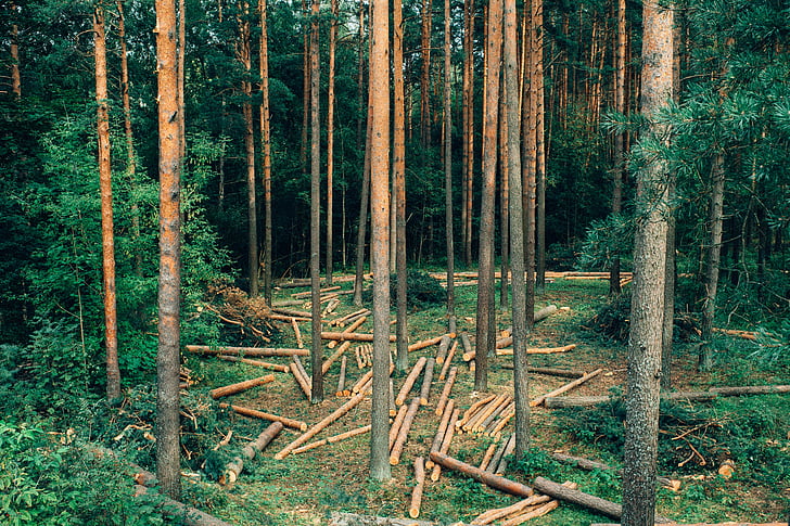 bosc, il·lustració, natura, l'estiu, arbre, arbres, fusta