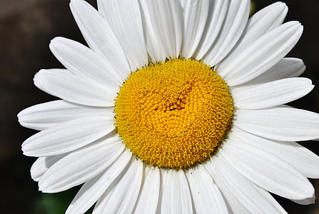 花, マーガレット, 自然, 白い花, イエロー, 花びら, 白い色