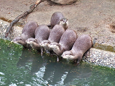 clawed otter, water, animals, nature, zoo, otter, pack