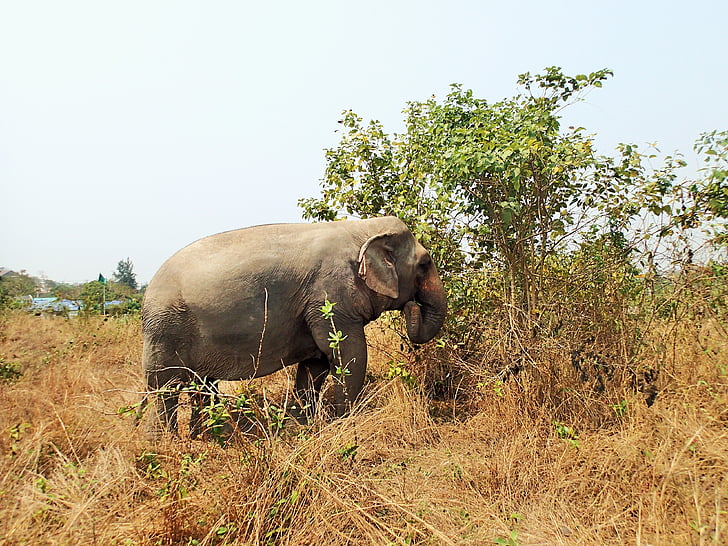слон, ливада, суха трева, животните, Тайланд, природата, Азия