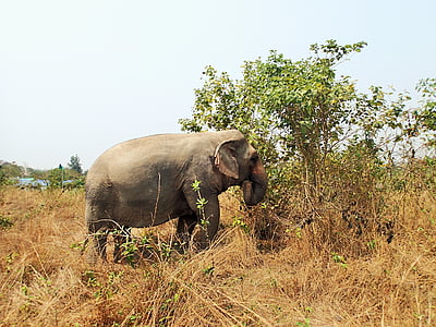 elephant, meadow, dry grass, animal, thailand, nature, asia