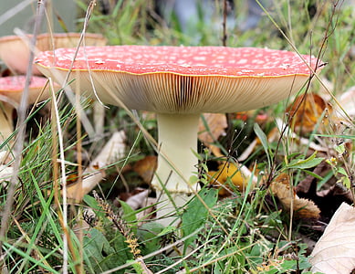 mushroom, red with white dots, autumn, agaric, fungus, nature, fly Agaric Mushroom