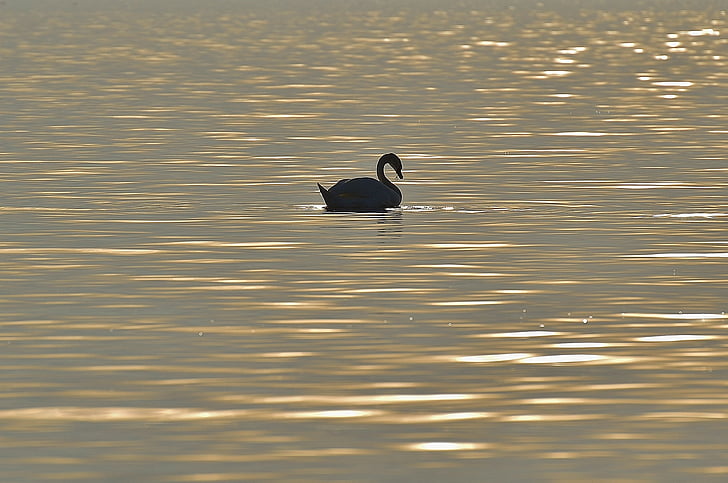 swan, silhouette, water, lake constance, animal world, lake, bird