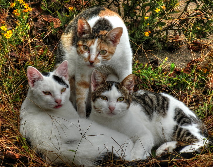 кошки, три, животное, котенок, внутренние, домашнее животное, мило