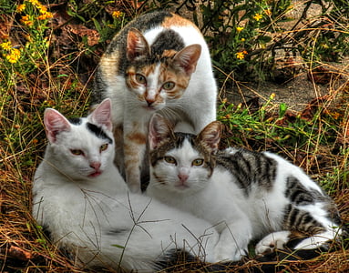 chats, trois, animal, chaton, domestique, animal de compagnie, mignon
