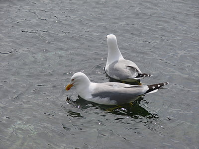 gulls, sea, bird, water bird, coast, wave, ocean