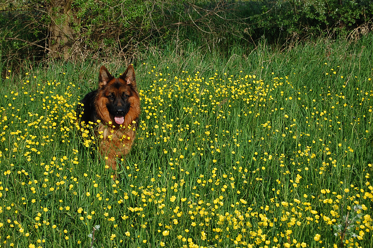 german shepherd, friend, long-haired, meadow, language, smiling, glaucoma