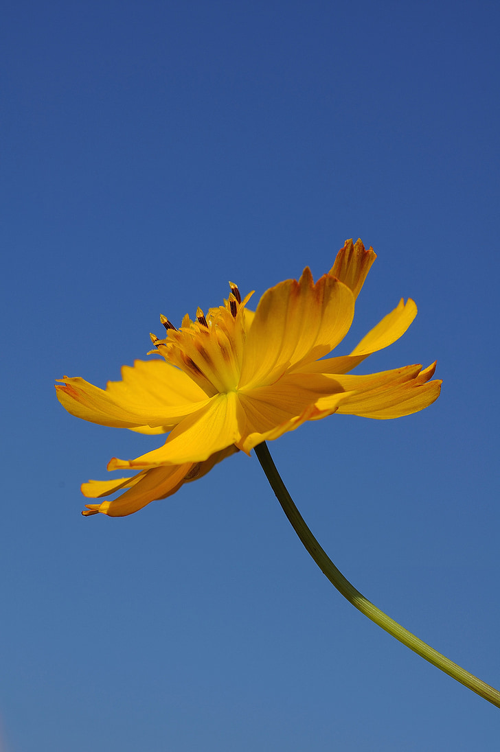 Visuma augu, Cosmos, puķe, vienotā, zilas debesis, fons, dzeltenā ziedlapiņas