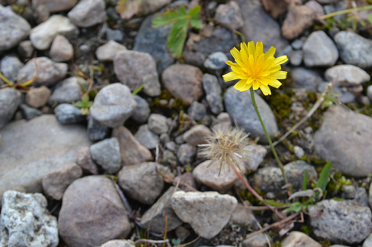 yellow, flower, rocks, natural, fresh, outdoor, nature