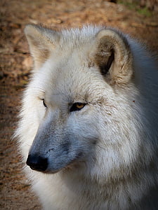 Wolf, wild dier, Predator, carnivoren, dierenwereld, wildlife fotografie, bedreigde