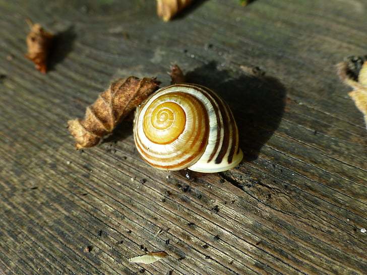 Shell, färgglada, trä, naturen, spiral, snigel, brun