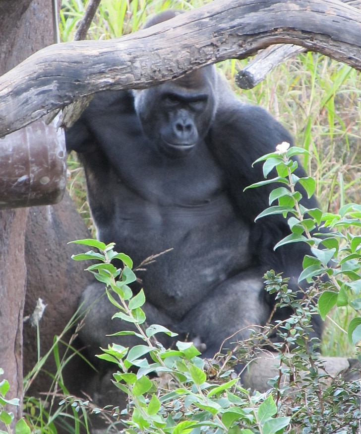 gorilla, staring, looking, observing, watching, sitting, zoo
