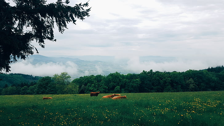 zwierzęta, chmury, wsi, gospodarstwa, pole, mglisty, trawa