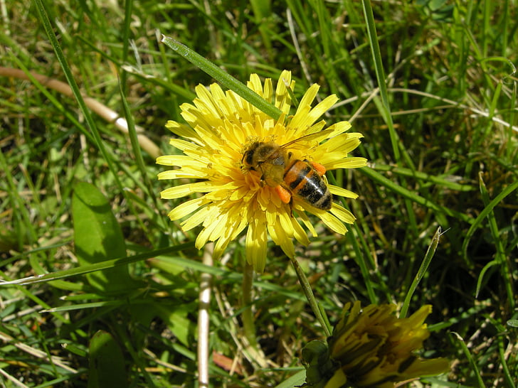 Biene, Blume, poien, krahindibag, Natur, gelb, Anlage
