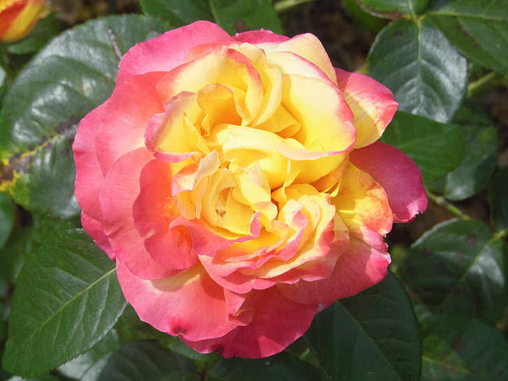 Blume, Rosa, gelb, Natur, Anlage, Blütenblatt, Rose - Blume