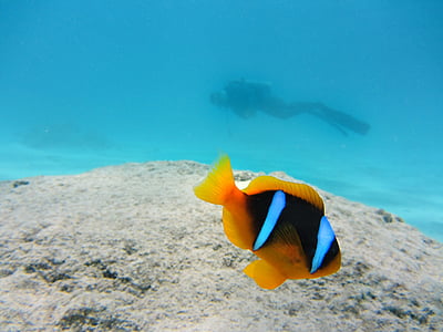 clown fish, nemo, fish, divers, ocean, underwater