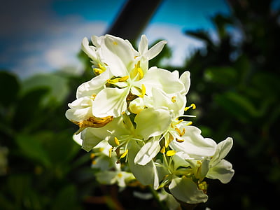 Zéland iris, Iris, závod, květ, květ, Bloom, Příroda