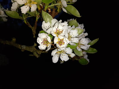 flor de cerezo, flor, floración, cerezo, Blanco, primavera, macro