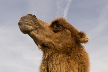 hnedá, Camel, detailné, fotografovanie, zviera, jedno zviera, časť živočíšneho tela