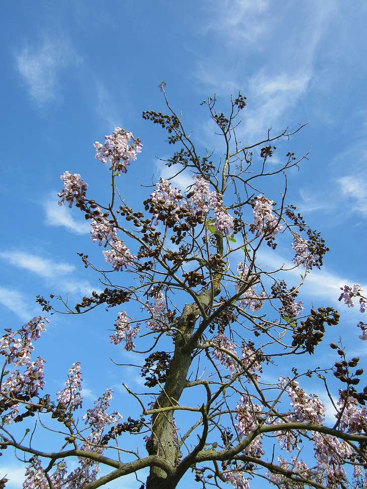 paulovnijos masyvas tomentosa, platanalapis, Princess tree, rusmenė medis, medis, augalų, floros