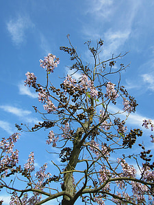 Paulownia tomentosa, Kaiserin Baum, Prinzessin-Baum, Fingerhut Baum, Baum, Anlage, Flora