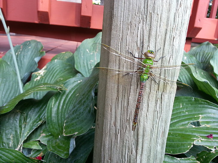 Dragonfly, stora, insekt, bugg, grön