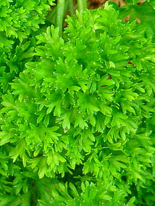perejil, verde, especia, jardín de hierbas, hierbas, beterli, federsielli