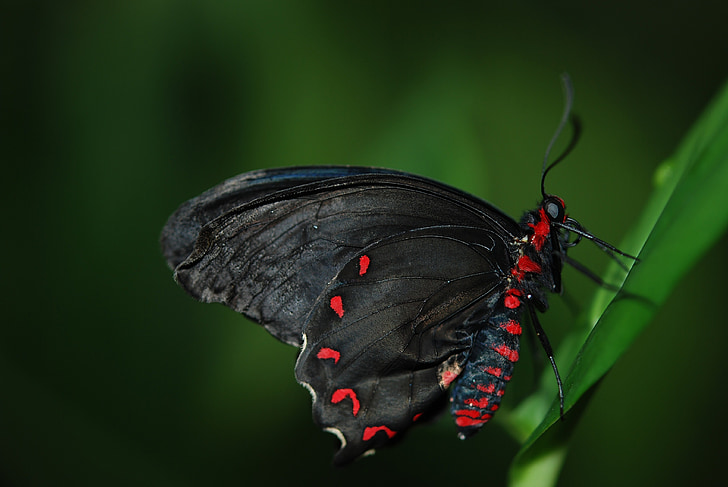 Метелик, Комаха, крило, дикої природи, помилка, яскраві, Малий