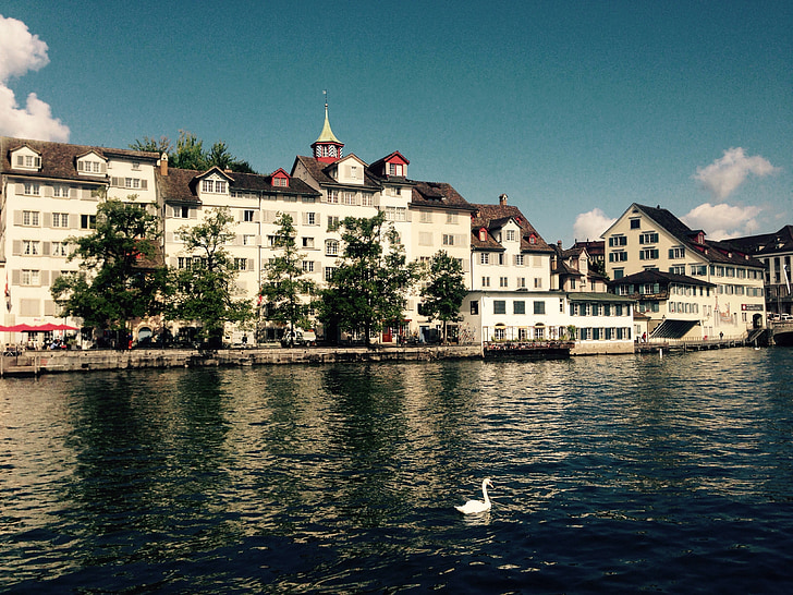 Zurich, Lindenhof, Schweiz, floden, vatten, Swan, fågel