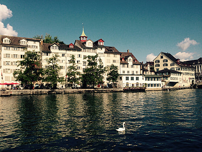 Zurich, Lindenhof, Suiza, Río, agua, cisne, pájaro