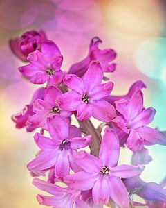 hyacinth, flower, flowers, plant, spring flower, pink, fragrant