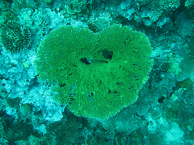 Coral, Maldives, mar, cama de mar, coração