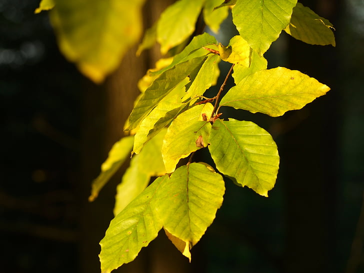 Есен, зеленина, лист, листа, цветове, цвят, дървета