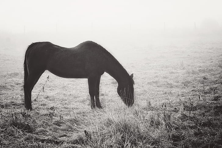 nebbia, cavallo, vita, pascolare, erba, misterioso, nebbia