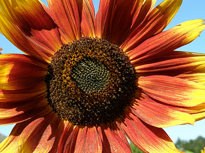 sunflower, red, yellow, flower