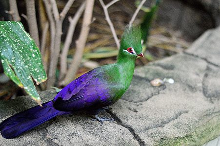 Egzotiški, žalia Kuoduotasis turaco, paukštis, skristi, sparnai, Plunksna, Laukiniai gyvūnai