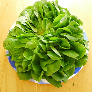 salata verde, organice, unt lăptucă, legume, legume proaspete, alimente sanatoase