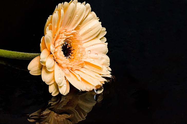 Gerbera, blomma, Blossom, Bloom, kompositer, kronblad, Orange