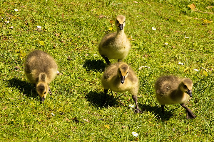 Goslings, kuikens, Canadese ganzen, gans, vogel, natuur, jonge vogel