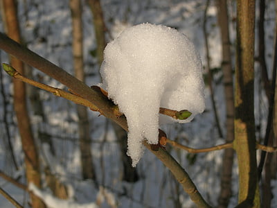 snow, winter, branch, nature, frost, tree, forest