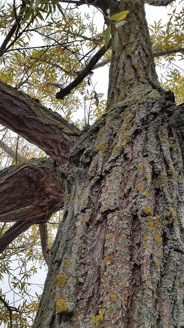 дърво, кора, стар, Есен, структура, регистър, природата