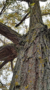 pohon, kulit, lama, musim gugur, struktur, log, alam