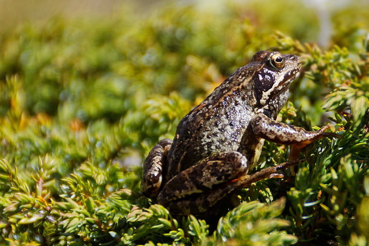 frog, amphibian, animal, wildlife photography, toad, slick, bokeh