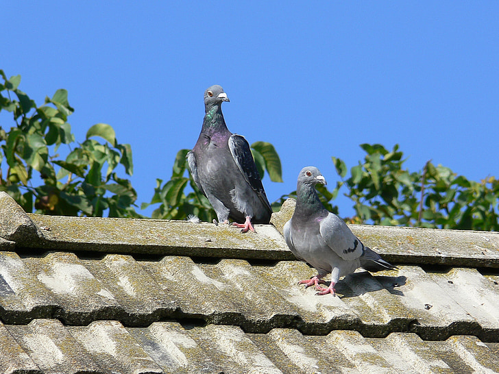 pigeonneau, poste à pigeons, pigeons, couple, nature, animal, deux
