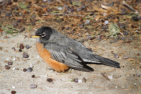 Turdus migratorius, American robin, Wildlife, lintu, Songbird, Wild, Luonto